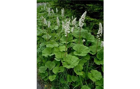 Petasites albus Petasites albus