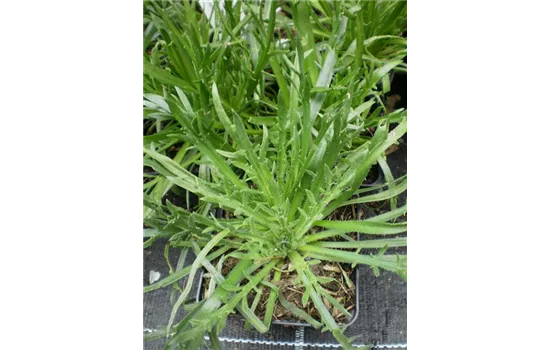 Plantago coronopus Plantago coronopus