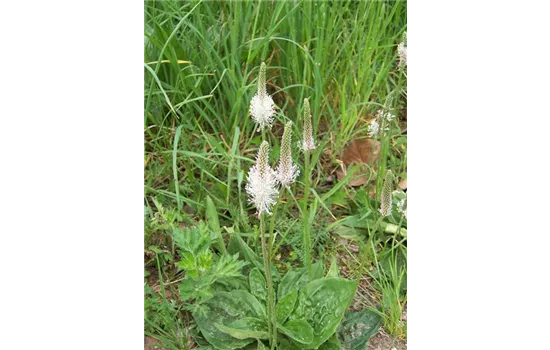 Plantago media Plantago media
