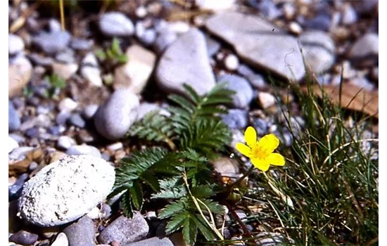 Potentilla anserina Potentilla anserina