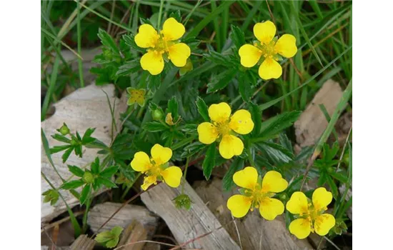 Potentilla erecta