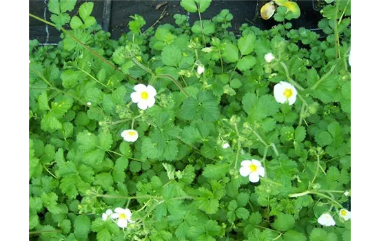 Potentilla rupestris