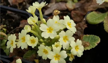 Kissen-Primel, Stängellose Schlüsselbl. BIO