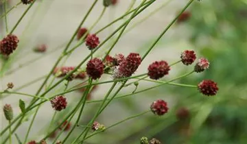 Purpur-Wiesenknopf BIO