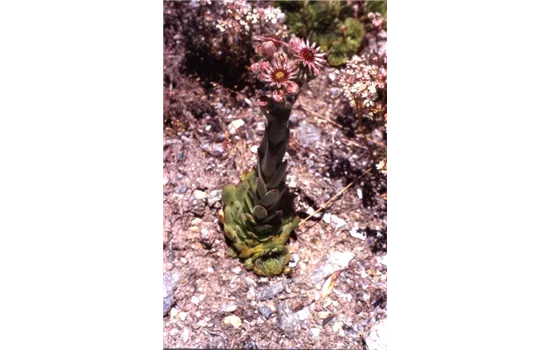 Sempervivum montanum Sempervivum montanum