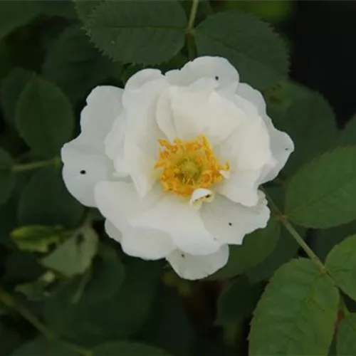 Rosa alba Sappho (sappho alba) Rosa alba Sappho (sappho alba)