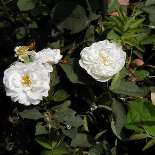 Rosa alba Semiplena Rosa alba Semiplena