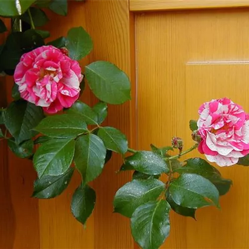 Rosa Alexandre Girault, nachblühend Rosa Alexandre Girault, nachblühend