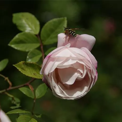 Rosa arvensis Splendens Rosa arvensis Splendens