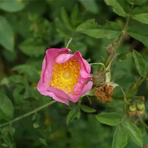 Rosa caesia (coriifolia)