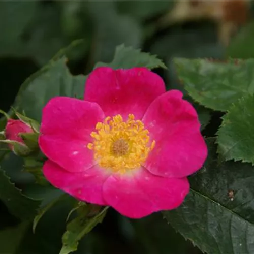 Rosa canina von Kiese Rosa canina von Kiese