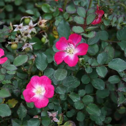 Rosa Climbing Lupo [R]