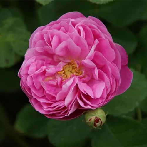 Rosa centifolia Gerda Nissen Rosa centifolia Gerda Nissen