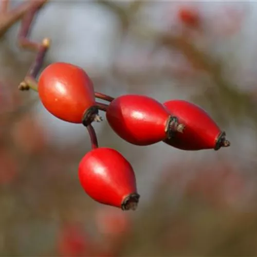 Rosa corymbifera (dumetorum)° Rosa corymbifera (dumetorum)°