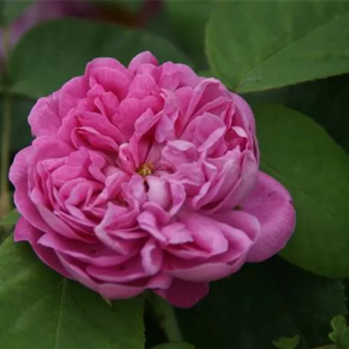 Rosa damascena Trigintipetala Rosa damascena Trigintipetala