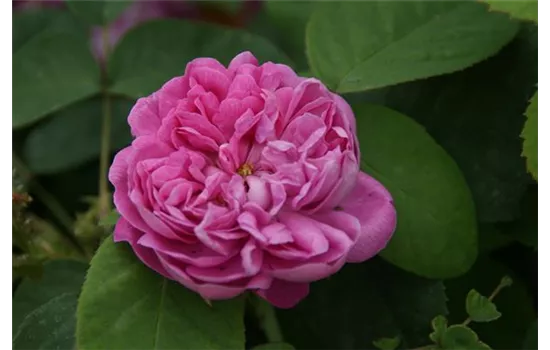 Rosa damascena Trigintipetala