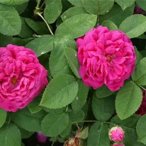 Rosa de Resht Rosa de Resht