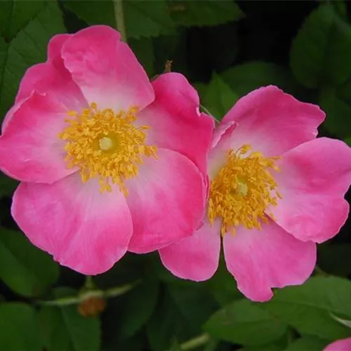 Rosa gallica Complicata Rosa gallica Complicata
