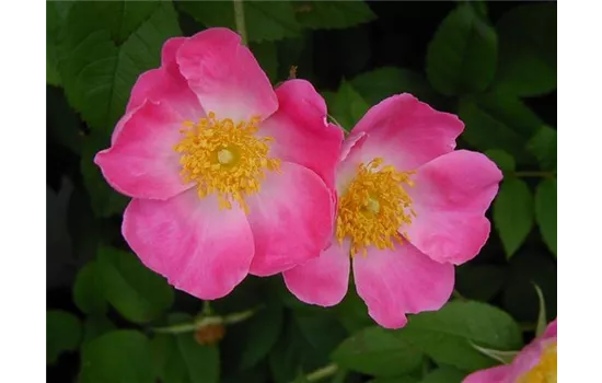 Rosa gallica Complicata Rosa gallica Complicata