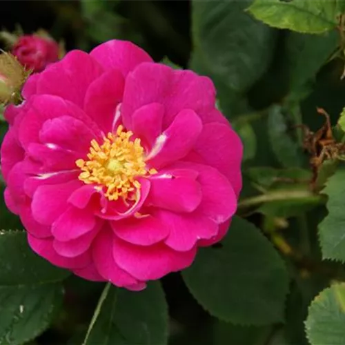 Rosa gallica Conditorium