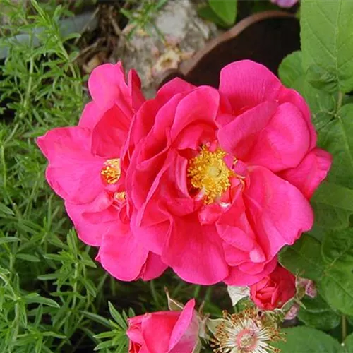 Rosa gallica Officinalis Rosa gallica Officinalis