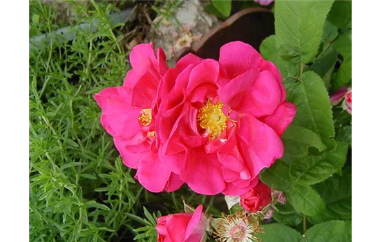 Rosa gallica Officinalis