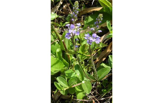 Veronica officinalis