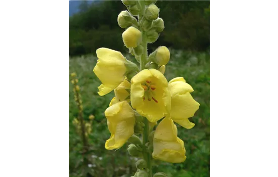 Verbascum thapsus Verbascum thapsus