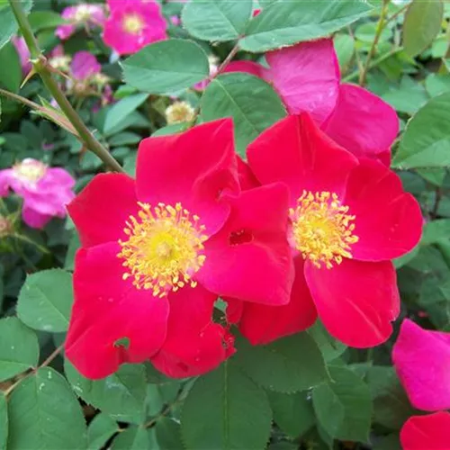 Rosa gallica Scharlachglut Rosa gallica Scharlachglut