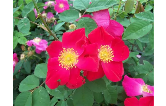 Rosa gallica Scharlachglut Rosa gallica Scharlachglut