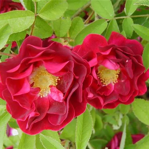 Rosa gallica Tuscany Rosa gallica Tuscany