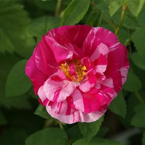 Rosa gallica Versicolor Rosa gallica Versicolor