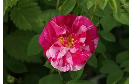 Rosa gallica Versicolor Rosa gallica Versicolor