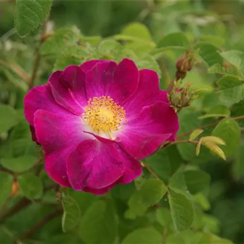 Rosa gallica Violacea Rosa gallica Violacea
