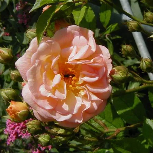 Rosa Ghislaine de Féligonde Rosa Ghislaine de Féligonde