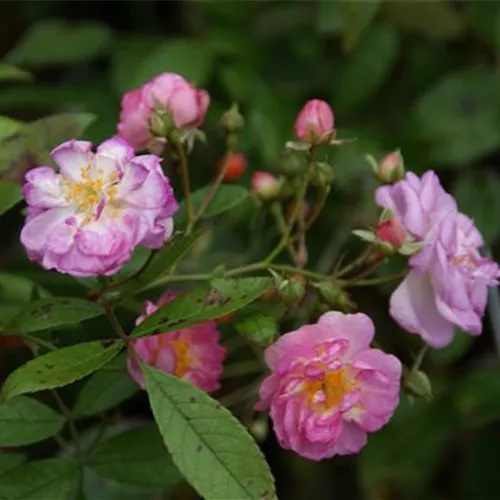 Rosa Lisa´s Duftwolke (Sämling 20) Rosa Lisa´s Duftwolke (Sämling 20)