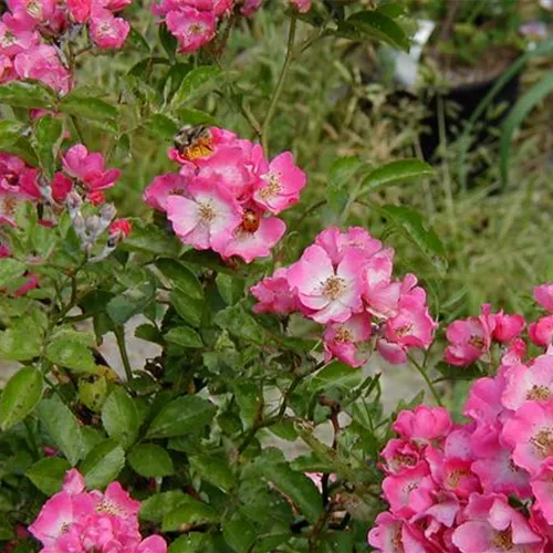 Rosa Maria Lisa Rosa Maria Lisa