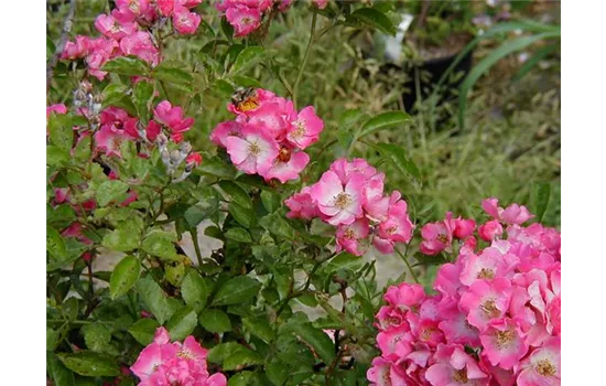 Rosa Maria Lisa Rosa Maria Lisa