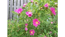 Zimt-Rose