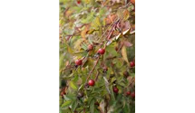 Zimt-Rose