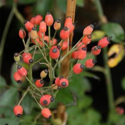 Rosa Kiftsgate Rosa Kiftsgate