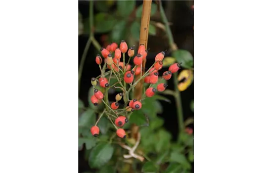 Rosa Kiftsgate Rosa Kiftsgate