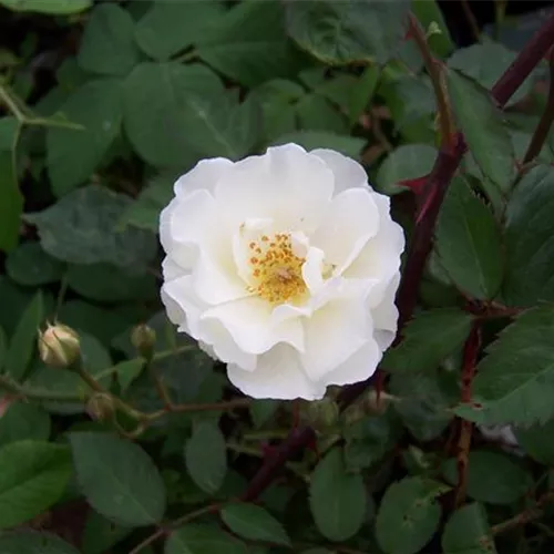 Rosa moschata Hybr. Moonlight Rosa moschata Hybr. Moonlight