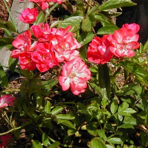 Rosa moschata Hybr. Robin Hood