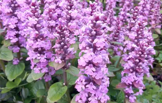Ajuga reptans Rosea