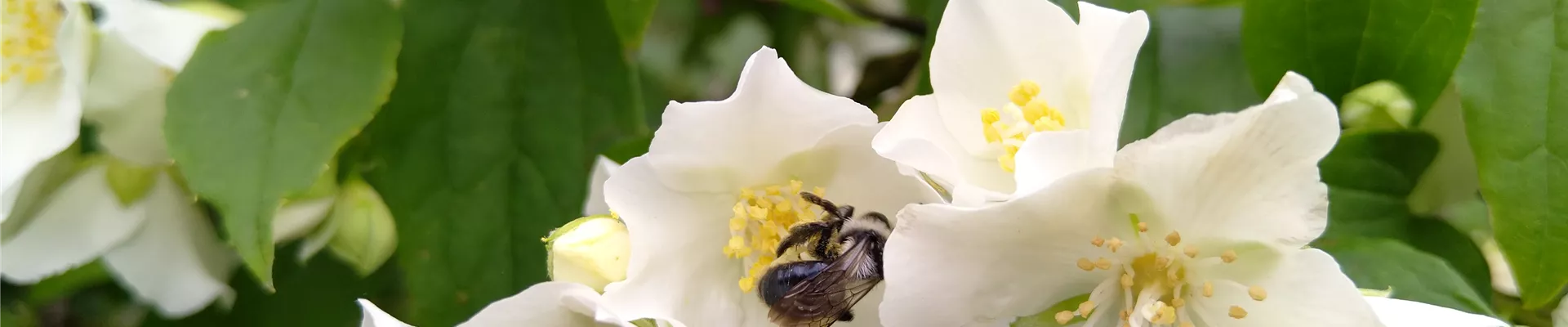 Philadelphus coronarius Biene (2) Philadelphus coronarius Biene (2)