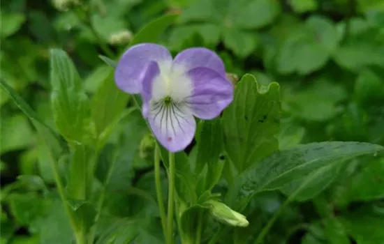 Viola elatior Viola elatior