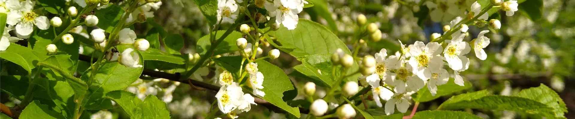 Prunus padus a (1)-163-0-3024-3024 Prunus padus a (1)-163-0-3024-3024