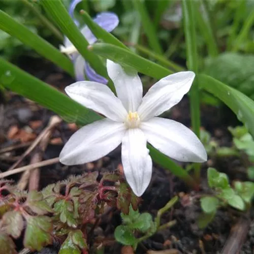 Chionodoxa luciliae Alba*, 20 St. Chionodoxa luciliae Alba*, 20 St.