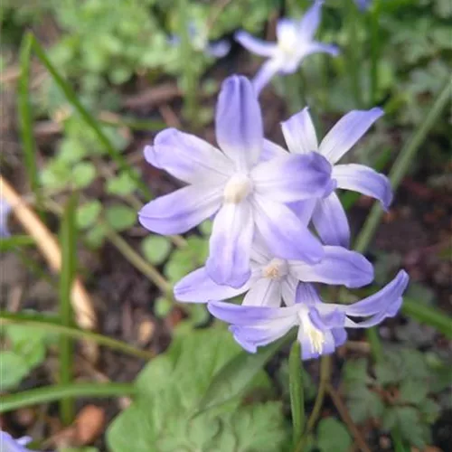 Chionodoxa luciliae*, 20 St. Chionodoxa luciliae*, 20 St.
